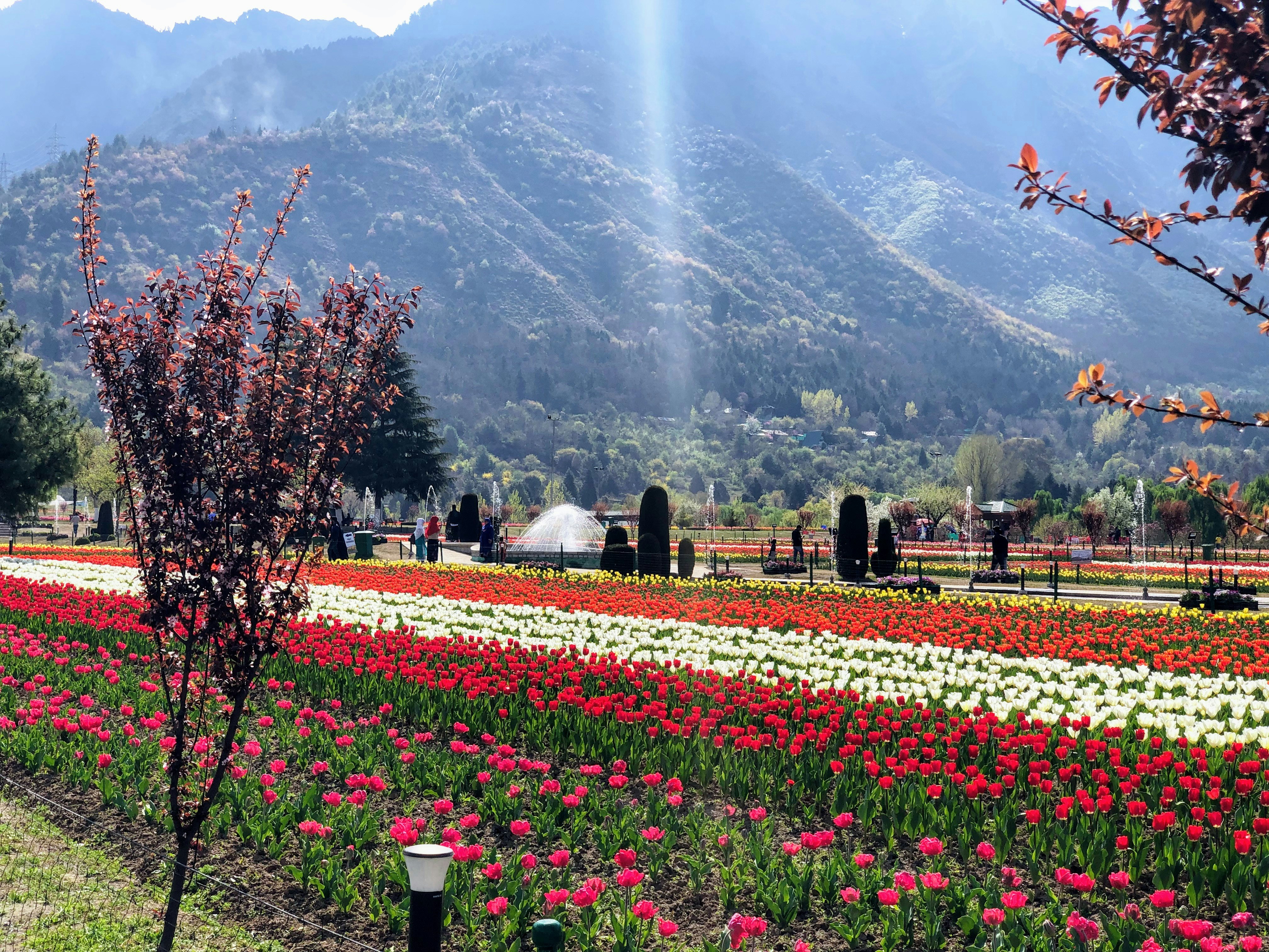 Tulip Garden Gallery